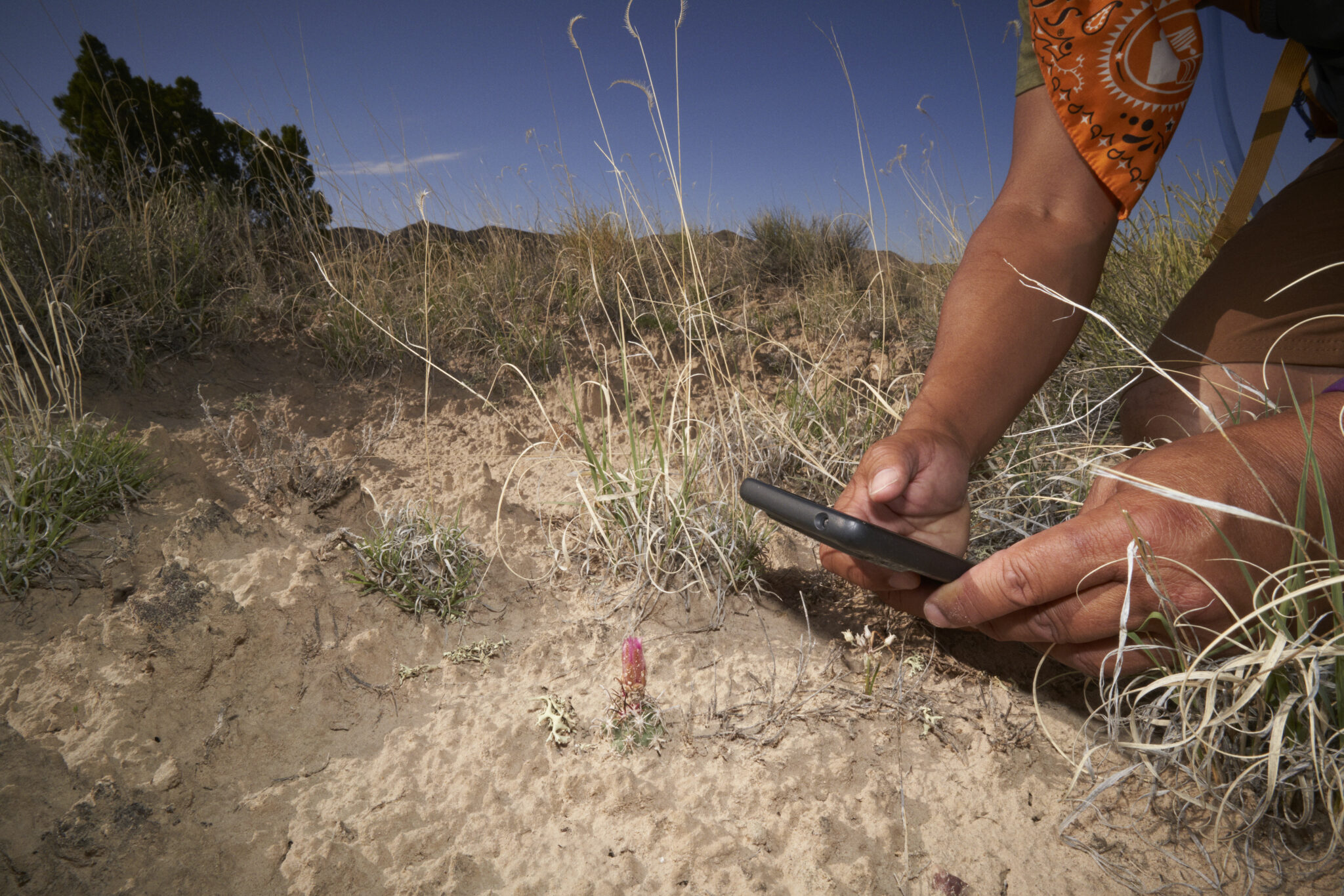with a phone, a person records the GPS location of a tiny flowering plant in the desert.