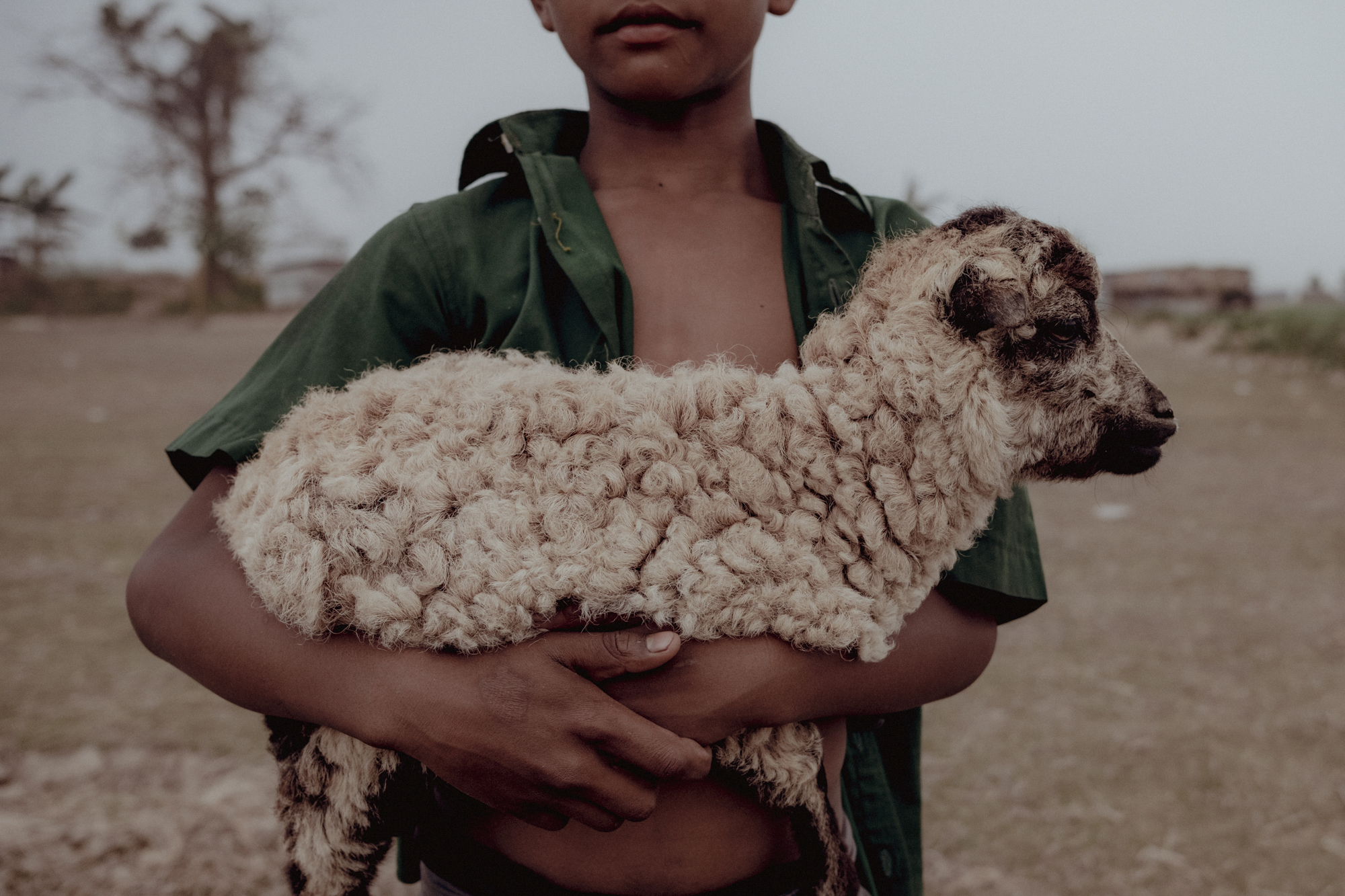 a child holds a small sheep
