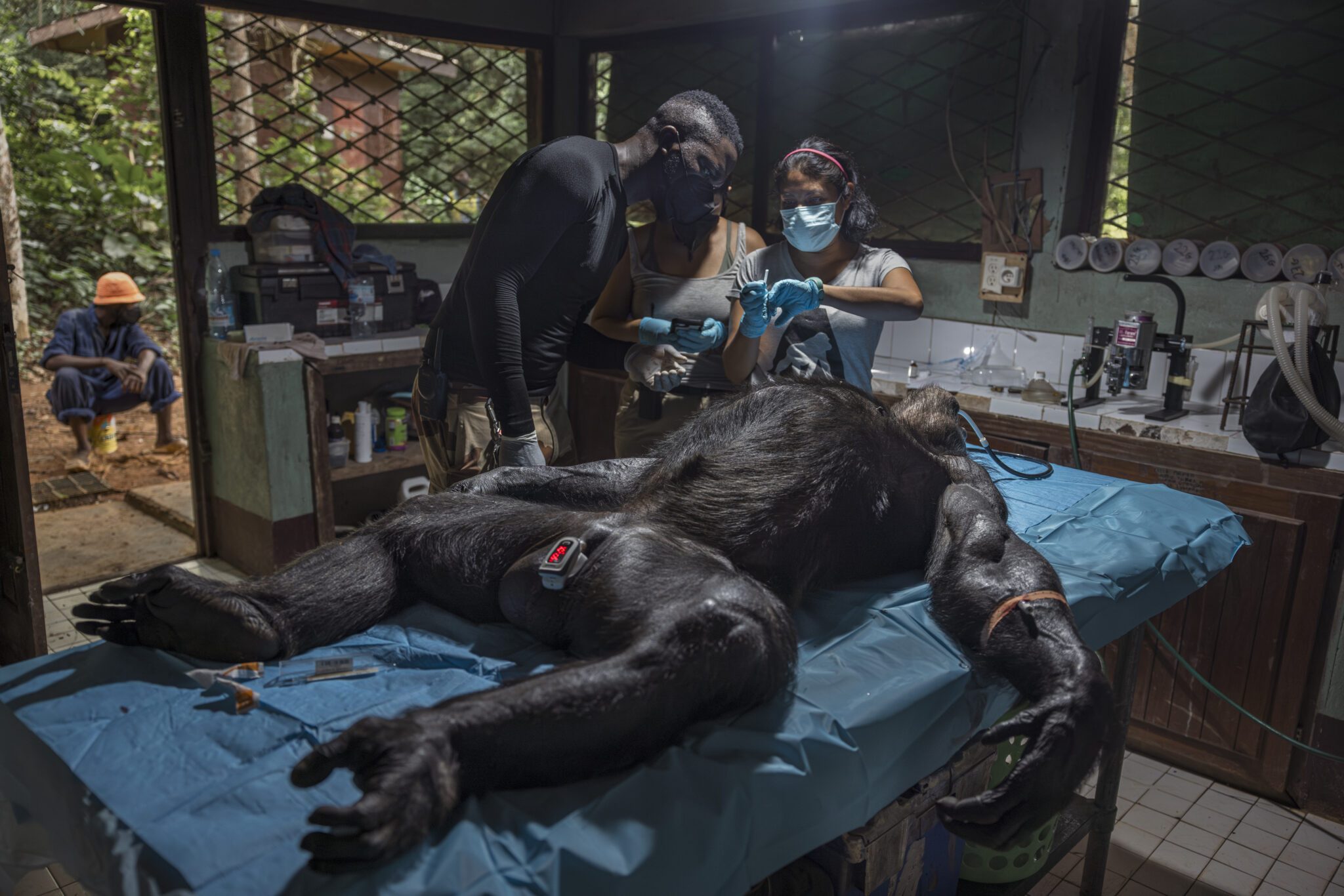 Veterinarians perform an ocular analysis on an adult chimpanzee laying on a table.