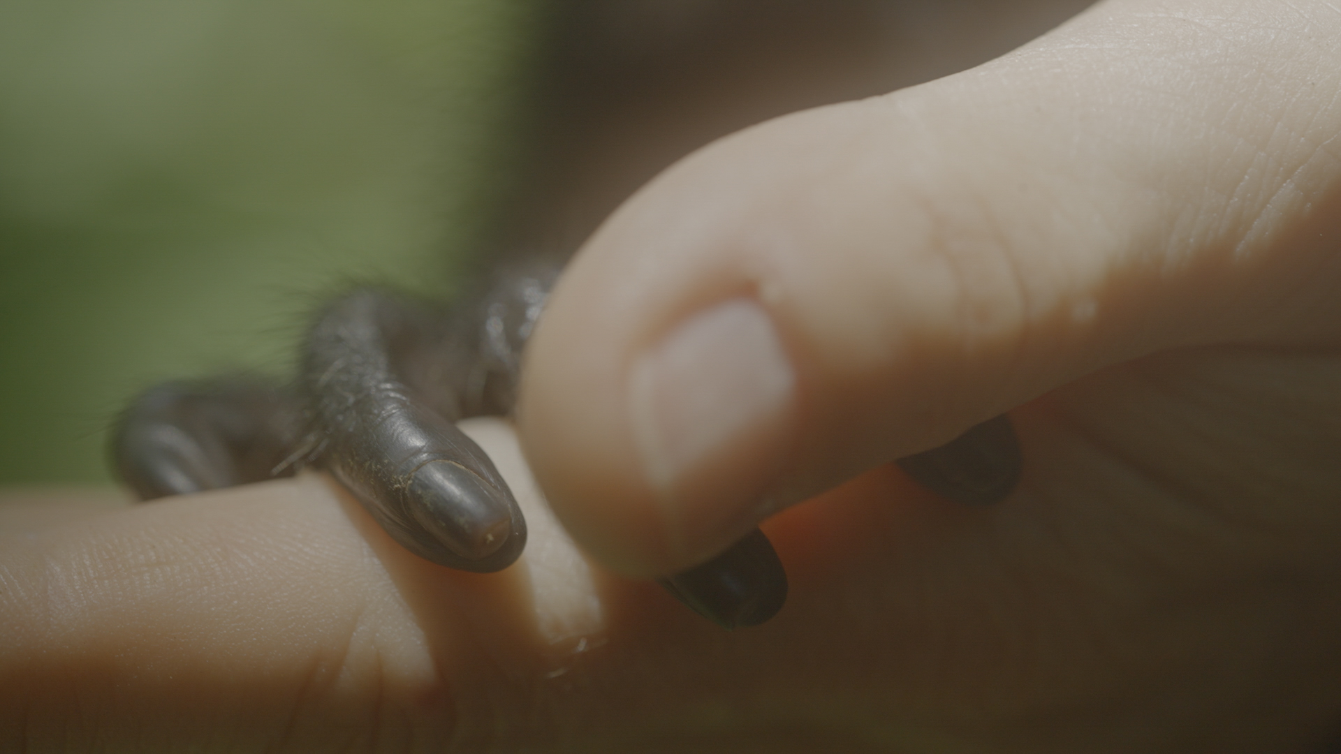 a human hand holds a small gorilla hand
