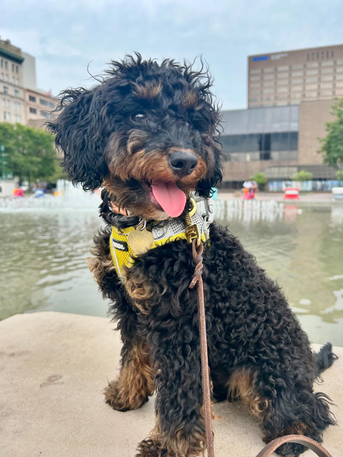 a dog by a fountain