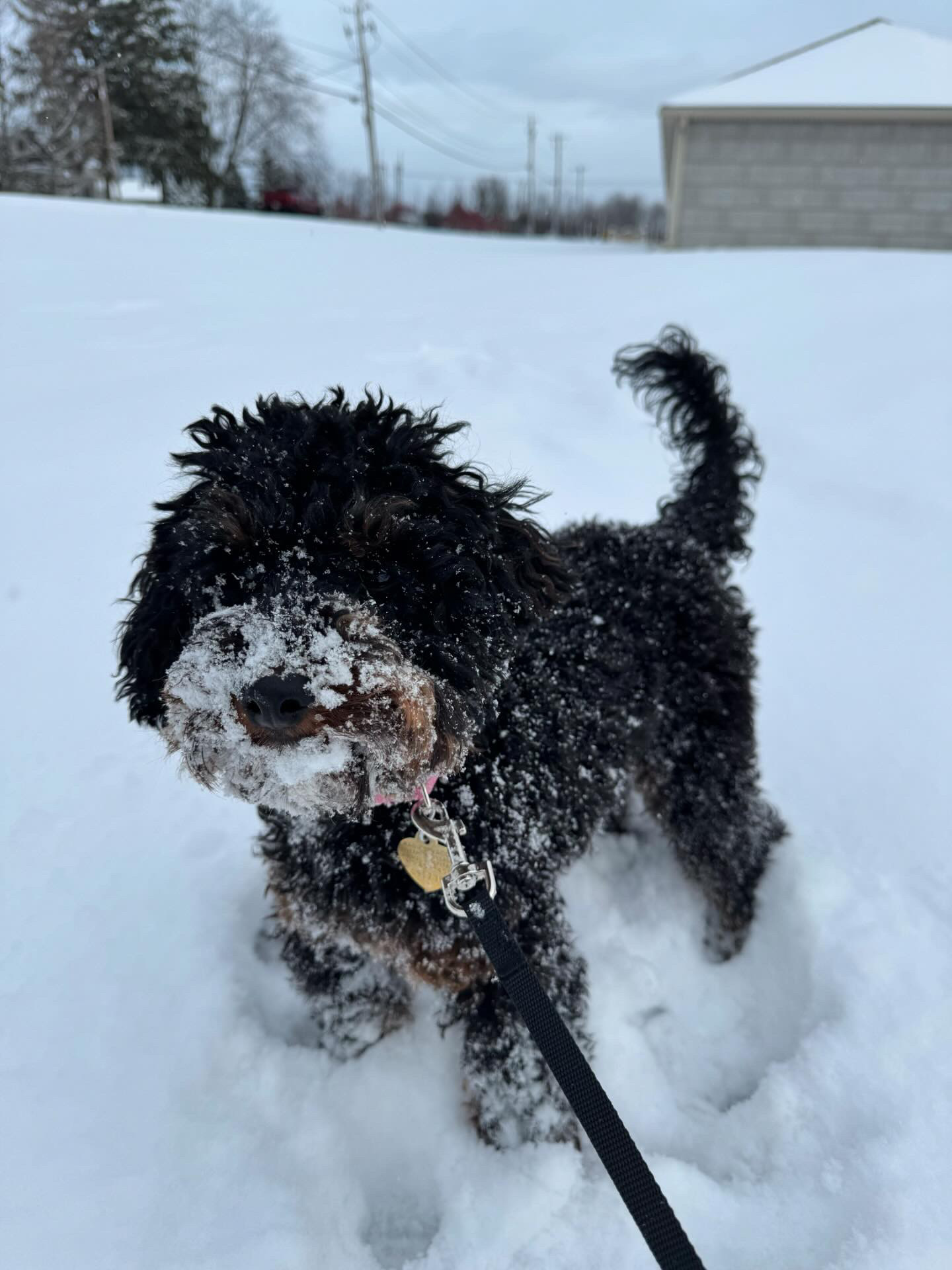 a dog plays in the snow