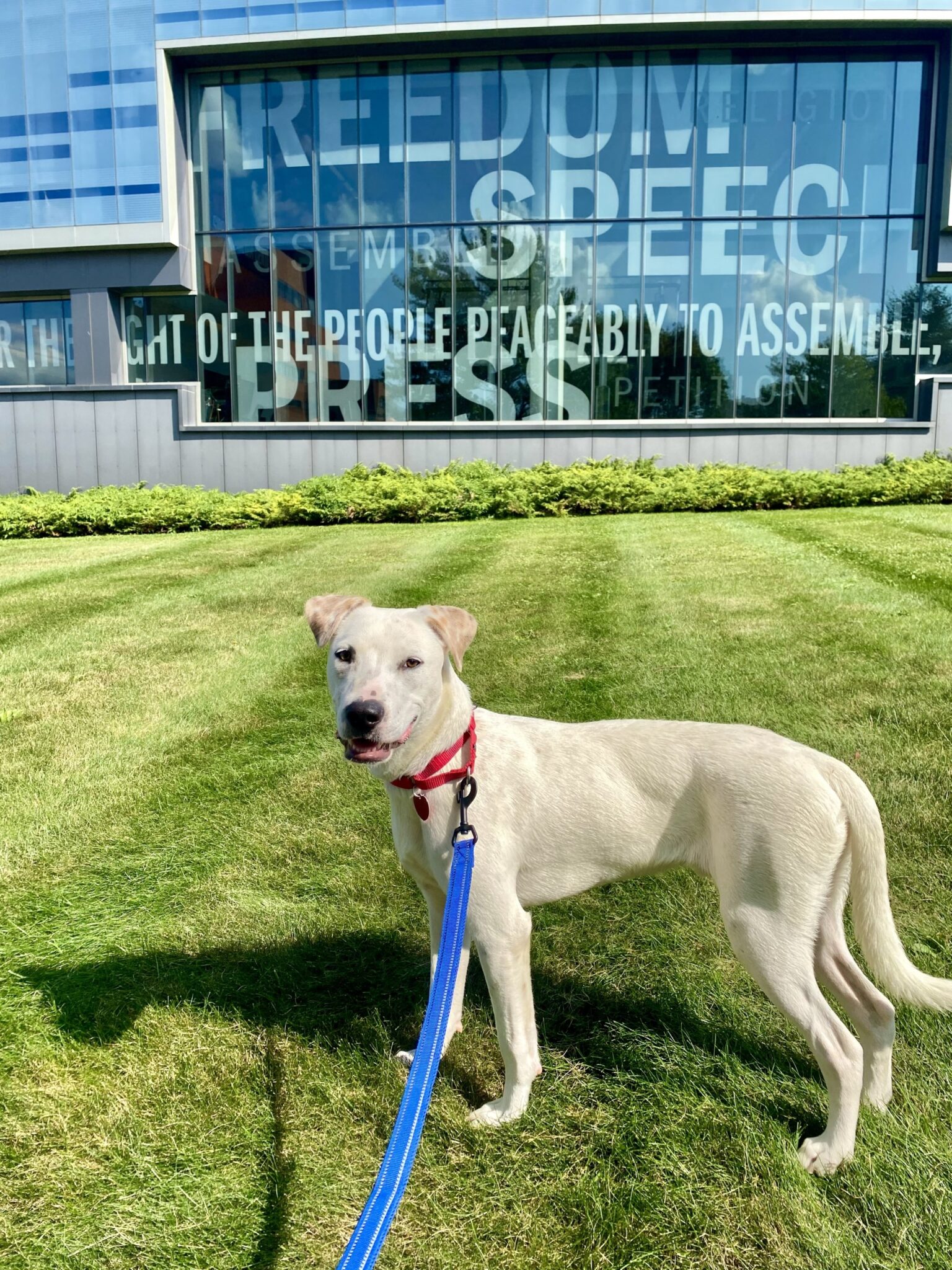 a dog stands in grass